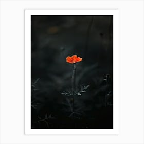 Single Flower In The Dark 24 Art Print