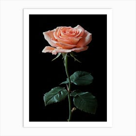 Peach Rose Isolated On Black Background 1 Art Print