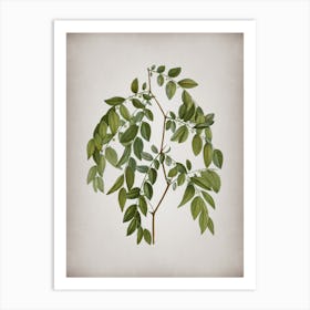 Vintage Jujube Botanical on Parchment Art Print