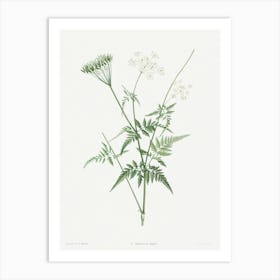 Turnip Rooted Chervil from La Botanique de J. J. Rousseau, Pierre Joseph Redoute Art Print