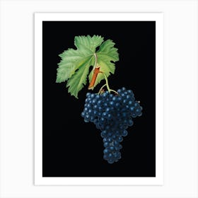 Vintage Fuella Grapes Botanical Illustration on Solid Black n.0535 Art Print