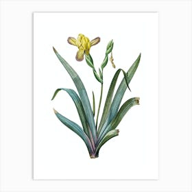 Vintage Hungarian Iris Botanical Illustration on Pure White n.0085 Art Print