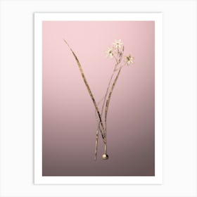Gold Botanical Ixia Longiflora on Rose Quartz n.0480 Art Print