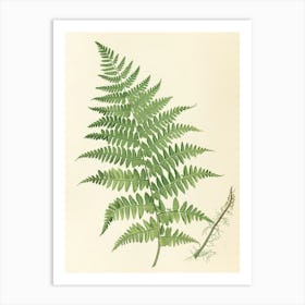 Vintage Illustration Lady Fern 1 Art Print