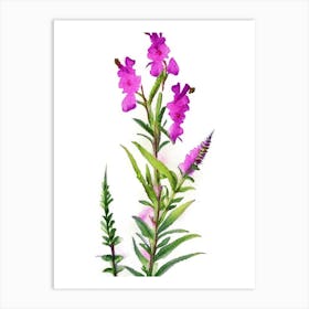 Obedient Plant Wildflower Watercolour Art Print