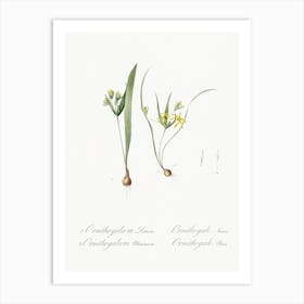 Yellow Star Of Bethlehem, Pierre Joseph Redoute Art Print