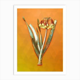 Vintage Knysna Lily Botanical Art on Tangelo n.1005 Art Print
