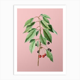 Vintage Wild Cherry Botanical on Soft Pink n.0124 Art Print