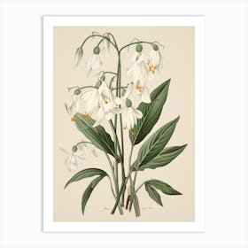 Yukiyanagi Snowdrop 2 Vintage Japanese Botanical Art Print