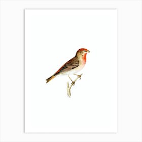 Vintage Common Rosefinch Male Bird Illustration on Pure White n.0096 Art Print