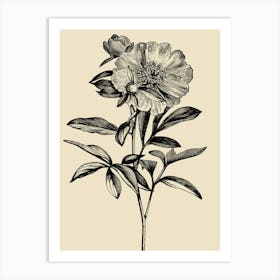 Peony 4 Art Print