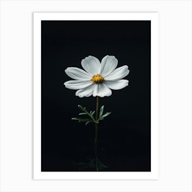 White Cosmos Flower 2 Art Print