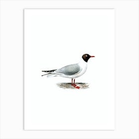 Vintage Black Headed Gull Bird Illustration on Pure White Art Print