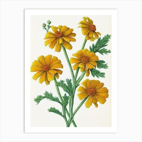 Marigold Vintage Botanical 2 Flower Art Print