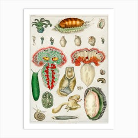 Collection Of Various Animal With Tentacles, Oliver Goldsmith Art Print
