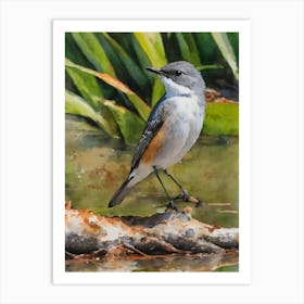 Mangrove Whistler Rare Bird Water Colour Art Print