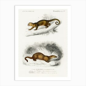 Kinkajou (Potos Caudivolvulus) And The European Otter (Mustela Lutra), Charles Dessalines D' Orbigny Art Print