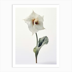 Pressed Wildflower Botanical Art Wild Ginger 2 Art Print