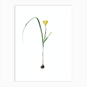 Vintage Cape Tulip Botanical Illustration on Pure White n.0314 Art Print