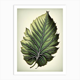 Ash Leaf Vintage Botanical 2 Art Print