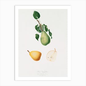 Winter Citron (Pyrus Virgolata) From Pomona Italiana (1817 1839), Giorgio Gallesio Art Print