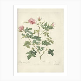 Rose Illustration, Pierre Joseph Redoute (79) Art Print