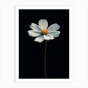 Single White Daisy 3 Art Print