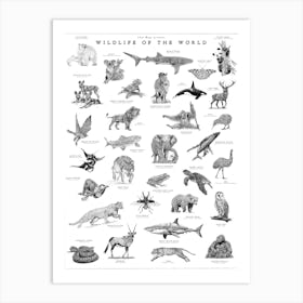 Wildlife Of The World - Animal Art Print Art Print