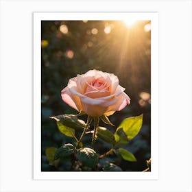 Pink Rose In The Sun Art Print