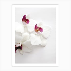 White Wild Orchid Art Print