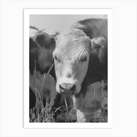 Untitled Photo, Possibly Related To Yearling, Cruzen Ranch, Valley County, Idaho By Russell Lee Art Print
