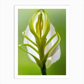 Lily Of The Valley Unfurling Art Print