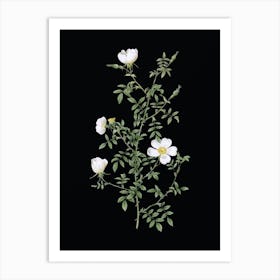 Vintage Hedge Rose Botanical Illustration on Solid Black n.0912 Art Print
