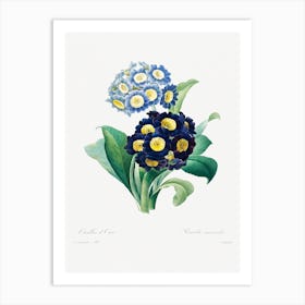 Cowslip Primrose, Pierre Joseph Redouté  Art Print