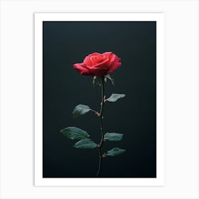 Single Rose 11 Art Print