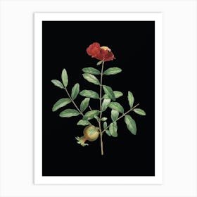 Vintage Pomegranate Branch Botanical Illustration on Solid Black n.0091 Art Print