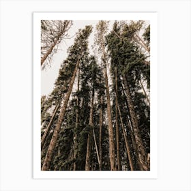 Thick Woodland Forest Art Print
