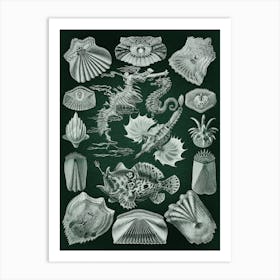 Vintage Haeckel 8 Tafel 87 Knochenfische Art Print