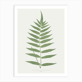 Fern Leaf Print Art Print