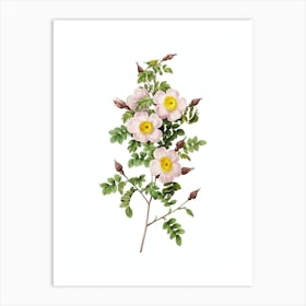 Vintage Thornless Burnet Rose Botanical Illustration on Pure White n.0347 Art Print
