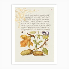 Insect, Daffodil, European Columbine, And English Oak Acorns From Mira Calligraphiae Monumenta, Joris Hoefnagel Art Print