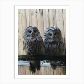 Two Owls 1 Art Print