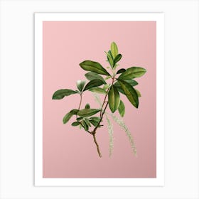 Vintage Swamp Titi Leaves Botanical on Soft Pink n.0117 Art Print