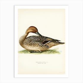 Northern Pintail, The Von Wright Brothers (2) Art Print