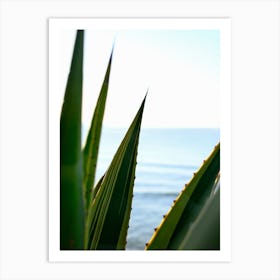 Agave and the Sea // Ibiza Nature & Travel Photography Art Print