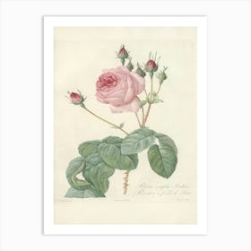 Rose Illustration, Pierre Joseph Redoute (8) 1 Art Print