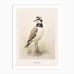 Vintage Bird Drawing Lapwing Poster Art Print