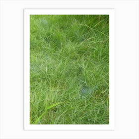 Grass Art Print