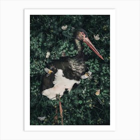 Stork In The Grass Art Print