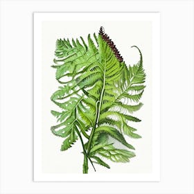 Polypody Fern Wildflower Watercolour Art Print